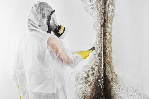 Best Basement Mold Remediation in North Hills, NY
