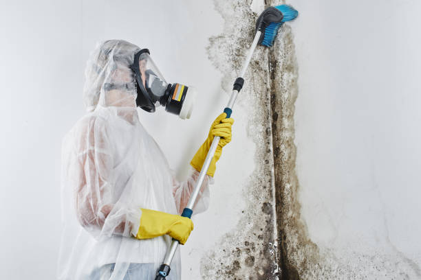 Best DIY Mold Remediation Support Services in North Hills, NY