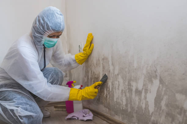 Best White Mold Remediation in North Hills, NY