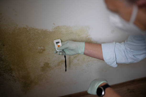 Best Bathroom Mold Remediation in North Hills, NY