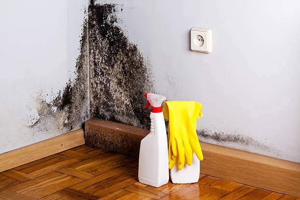 North Hills, NY Mold Remediation Company