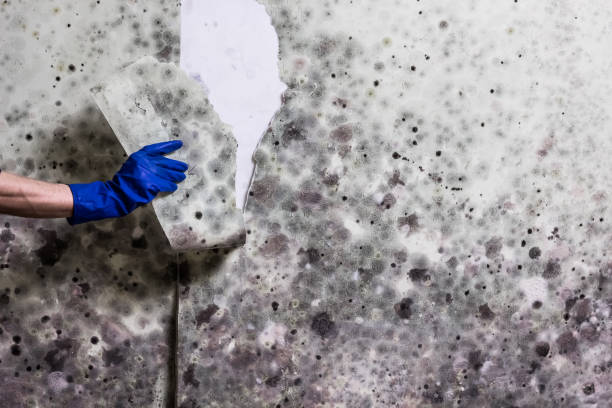 Best Kitchen Mold Remediation in North Hills, NY