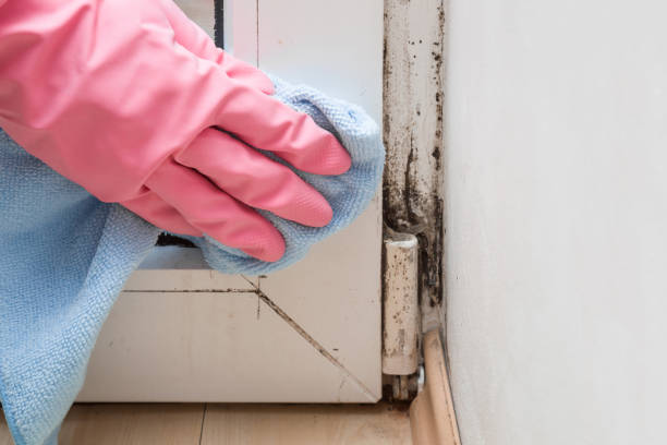 Best Post-Flood Mold Remediation in North Hills, NY