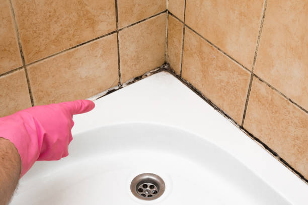 Best Residential Mold Remediation in North Hills, NY